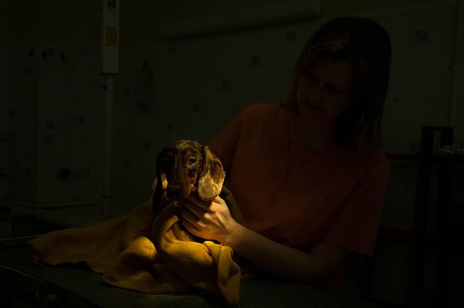 Dachshund departs from anesthesia after surgery. After anesthesia, animals freeze, the doctor warms the dog, wrapped in a blanket.