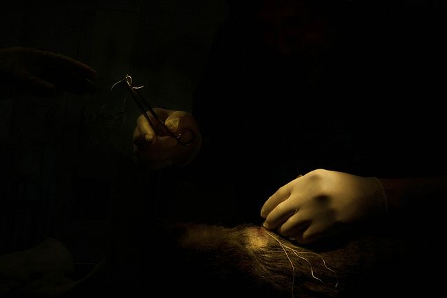 raisa mikhaylova . art of healing. Surgery in progress. Doctor Mikhail Shelyakov at work.
