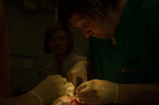 raisa mikhaylova . art of healing. During the operation a stream of blood splashed in the face of the surgeon. The veterinarian Mikhail Aleksandrovich Shelyakov is performing the surgery on the dog.
