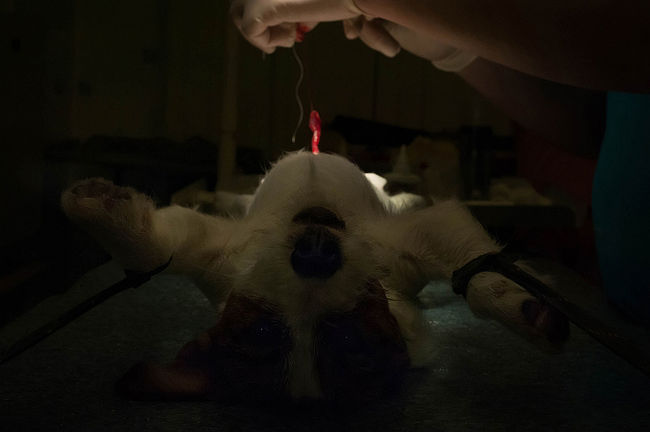 raisa mikhaylova . art of healing. The surgery is in progress.