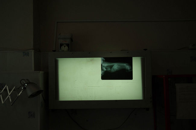 raisa mikhaylova . art of healing. X-ray picture of the cat’s skeleton.
