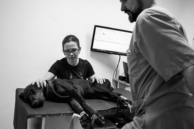 raisa mikhaylova . tanya and her kids. In the veterinary clinic. А session of resonant therapy for the five-month Tank is in progress. Tank has congenital problems with the musculoskeletal system
