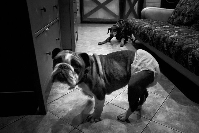 raisa mikhaylova . tanya and her kids. Eve and Josi. Eva has a congenital cauda equina syndrome and an inflammation of the genitourinary system, she is wearing special diapers. Josi can’t walk because of the intervertebral hernia paralyzed hind legs