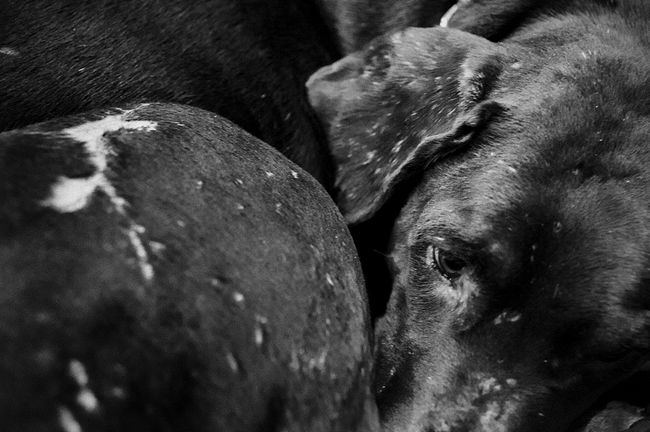 raisa mikhaylova . tanya and her kids. Harwenta is the leader. In her youth she used to fight with the other dogs, claiming her rights for Tanya’s attention. Now Harwenta is seven years old, she just settled down, became wise and thoughtful. Tanya describes Harwenta as a mascot a guardian of home