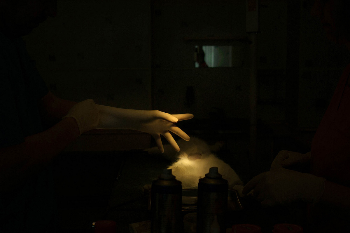 raisa mikhaylova . art of healing. Veterinary surgeon puts on gloves, preparing for surgery.