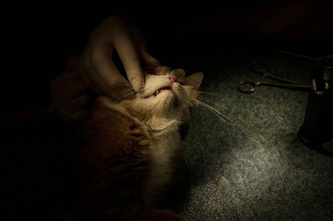 A veterinarian examines a cat before an eye operation.